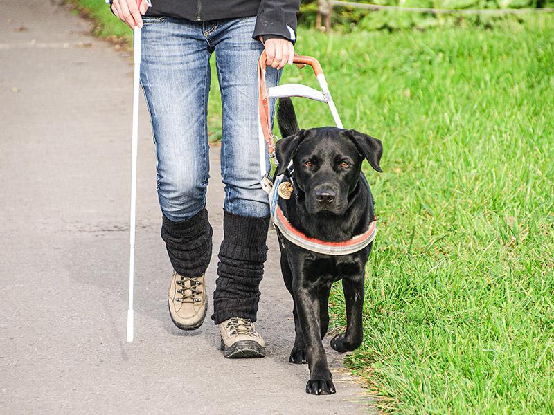 Le chien de guidage en action